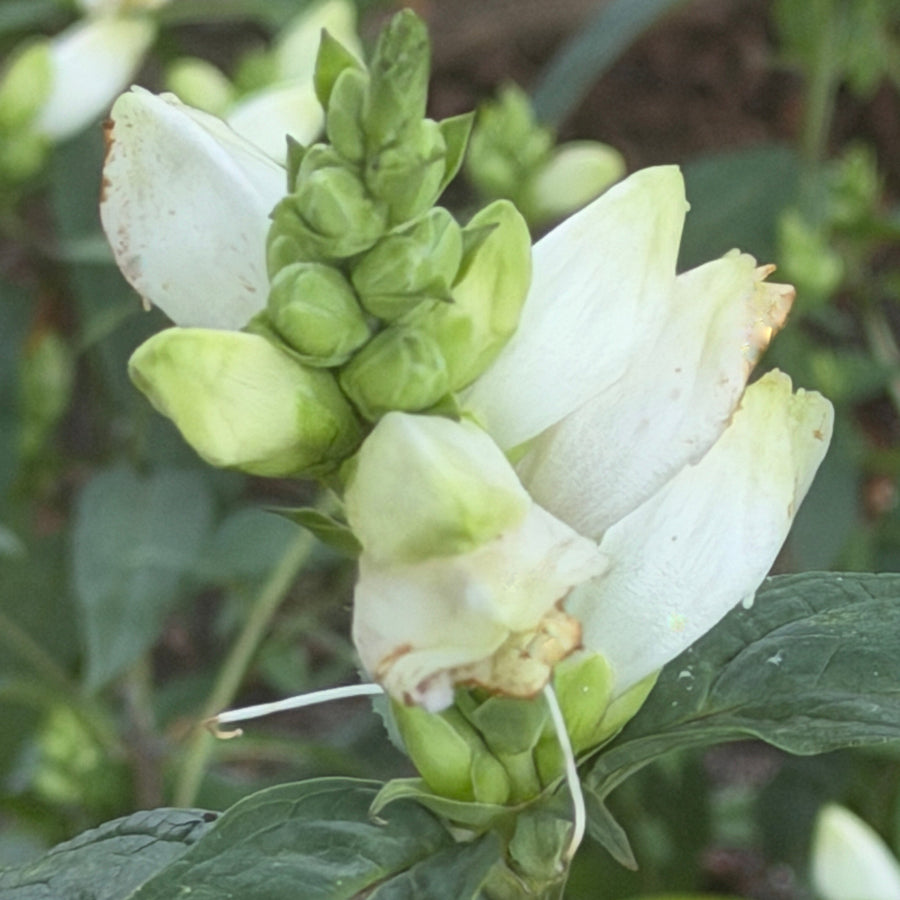 close up of white turtlehead flower |Spotswood Greenery
