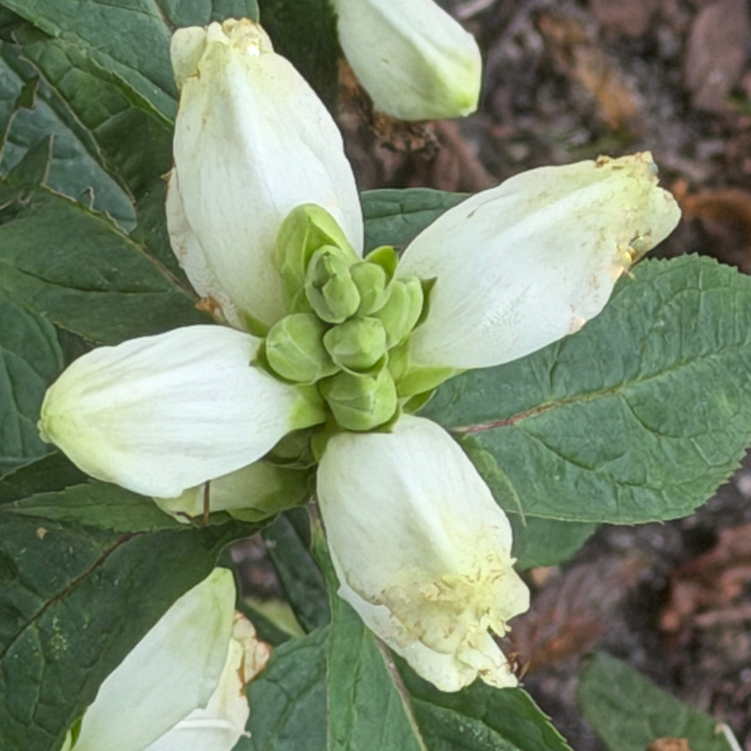 white turtlehead flower up close |Spotswood Greenery