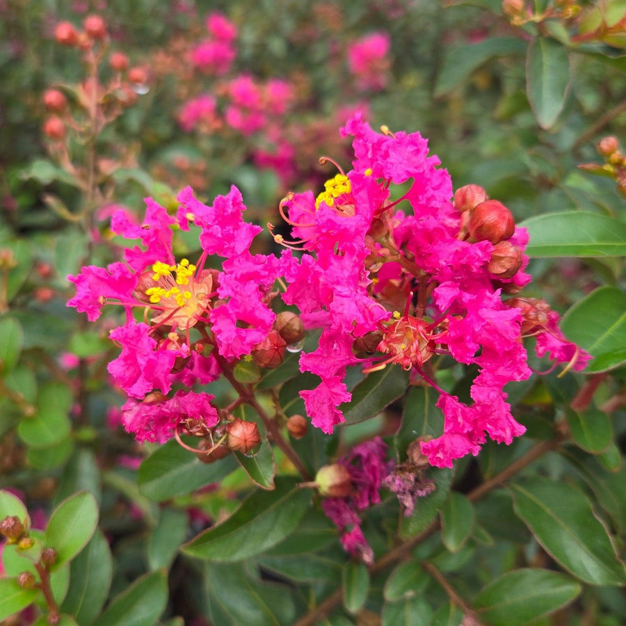 Cherry Delight Crape Myrtle |Prides Corner Farms