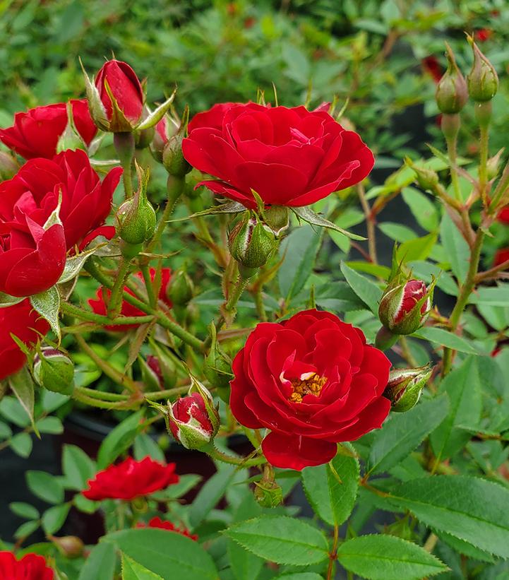 Chi™ Rose |Prides Corner Farms
