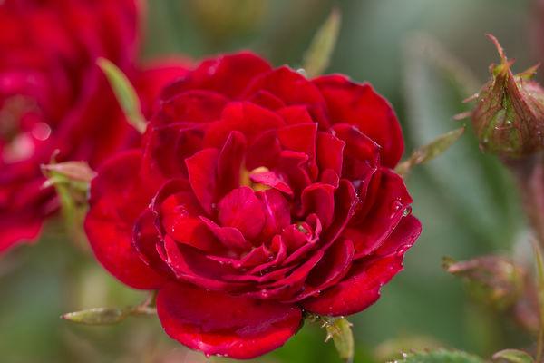 Chi™ Rose |Prides Corner Farms