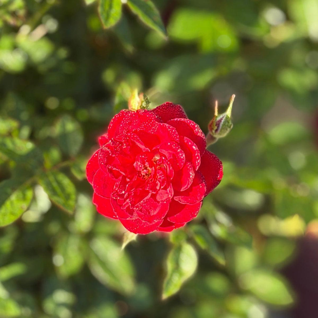 Chi™ Rose |Spotswood Greenery
