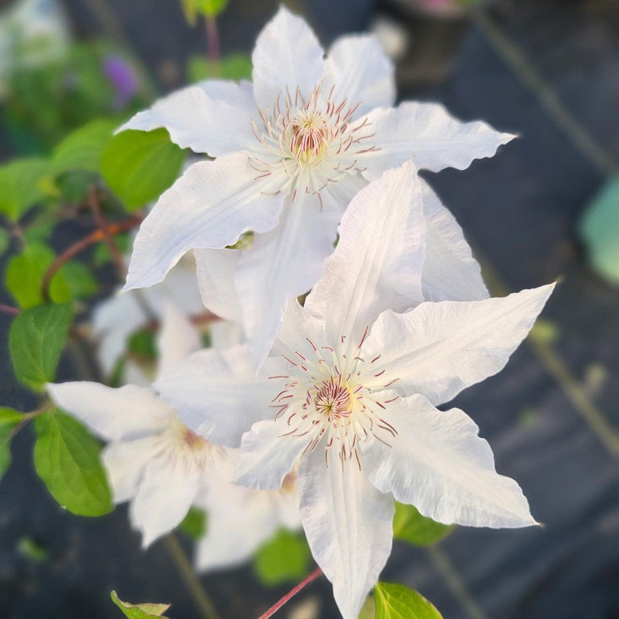 Hyde Hall Clematis |Spotswood Greenery