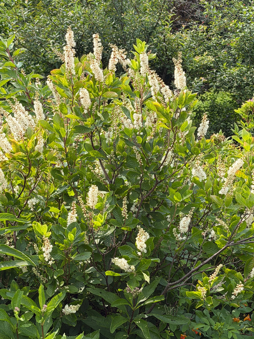 clethra bush in flower |Spotswood Greenery