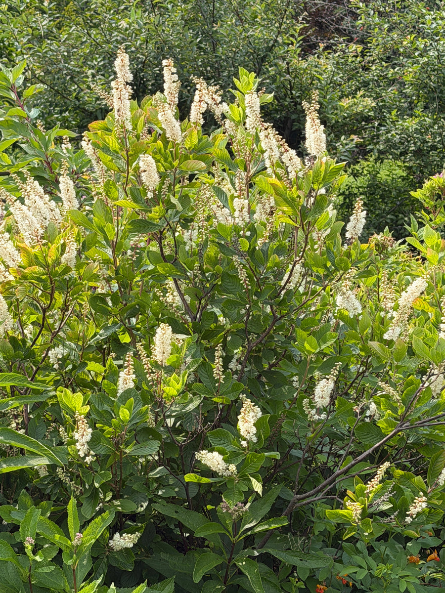 clethra bush in flower |Spotswood Greenery