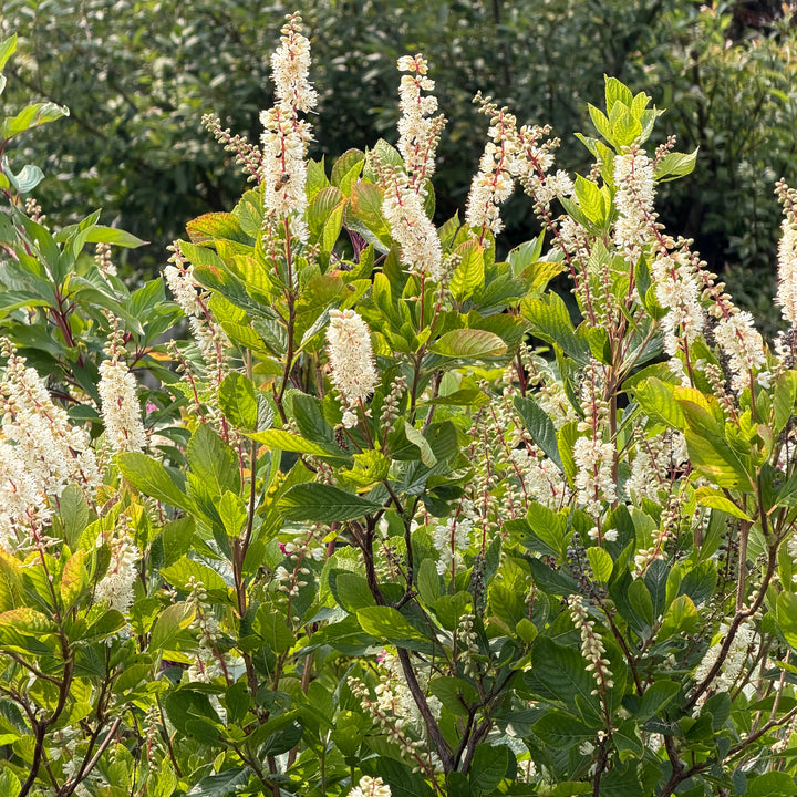 clethra bush in flower |Spotswood Greenery