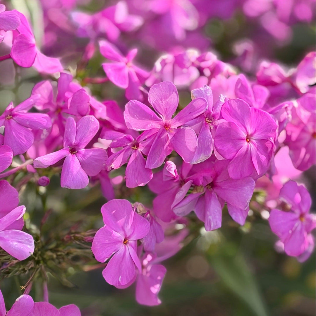 Cloudburst Tall Cushion Phlox |Spotswood Greenery