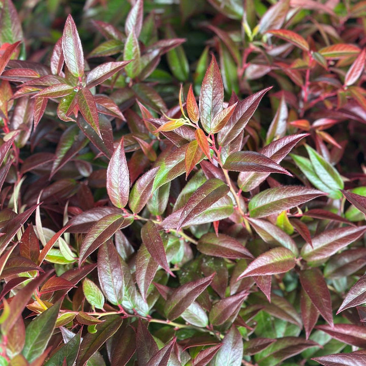 Coast Leucothoe |Spotswood Greenery
