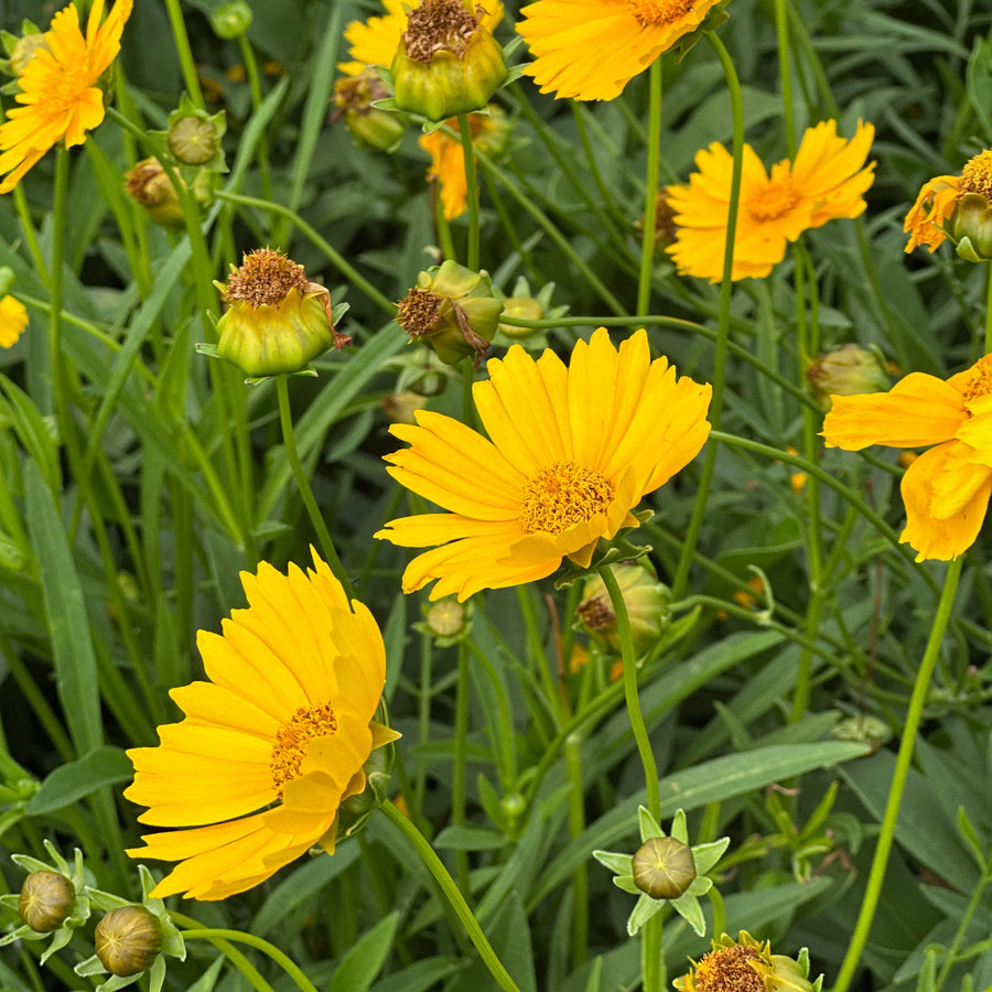 Lance-leaved Loosestrife