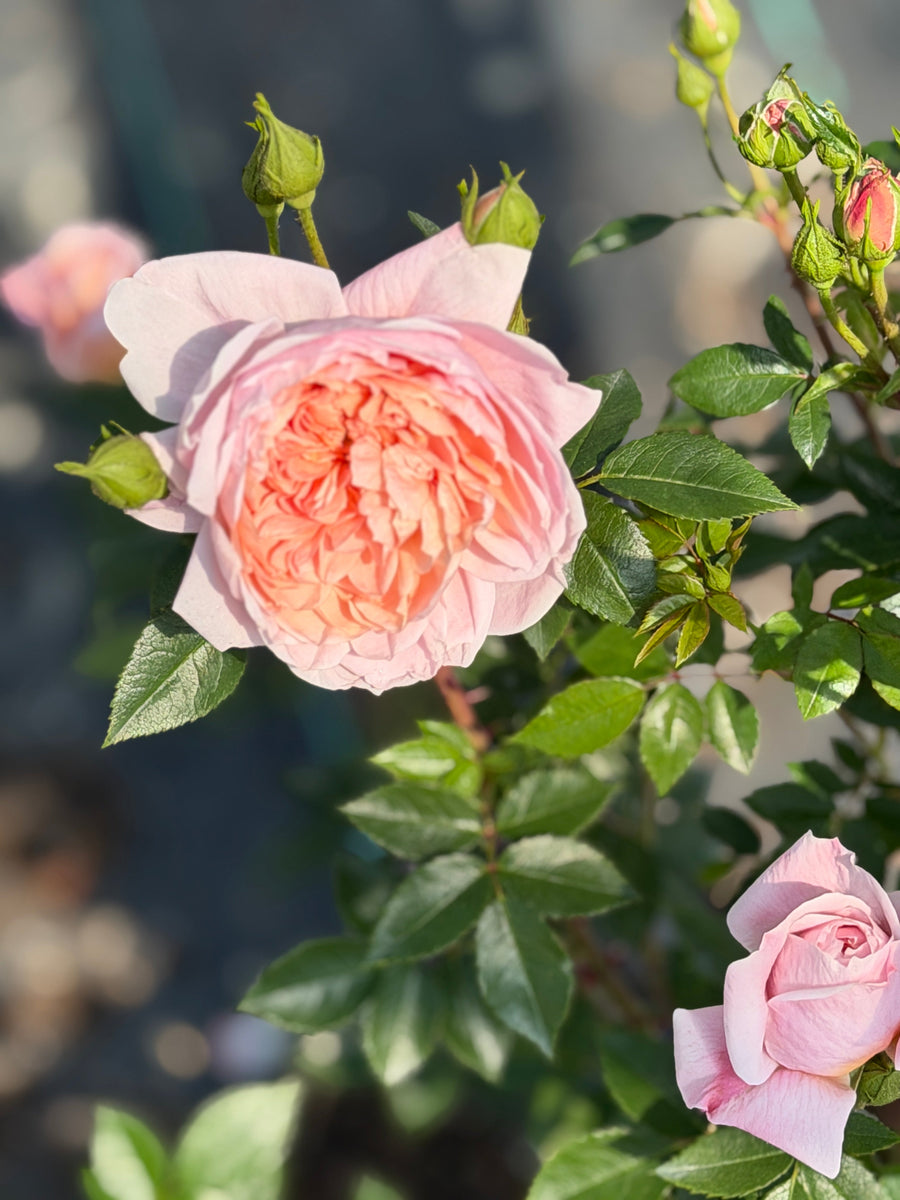 Colette Rose |Spotswood Greenery