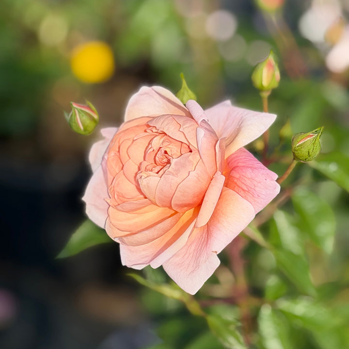 Colette Rose |Spotswood Greenery