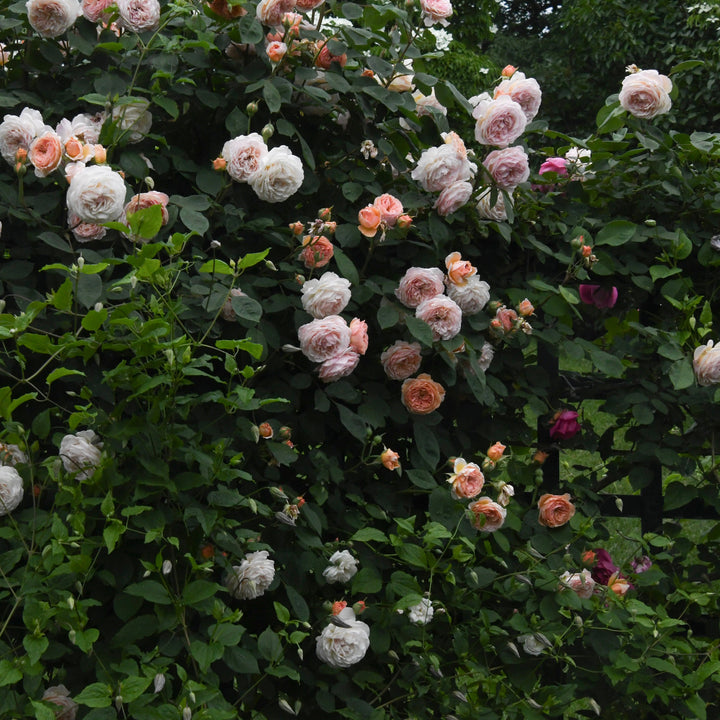 A dense cluster of climbing roses in soft pink, peach, and white tones |Spotswood Greenery