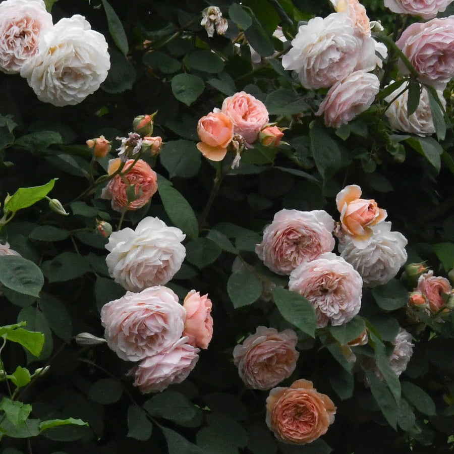 colette roses in bloom |Spotswood Greenery