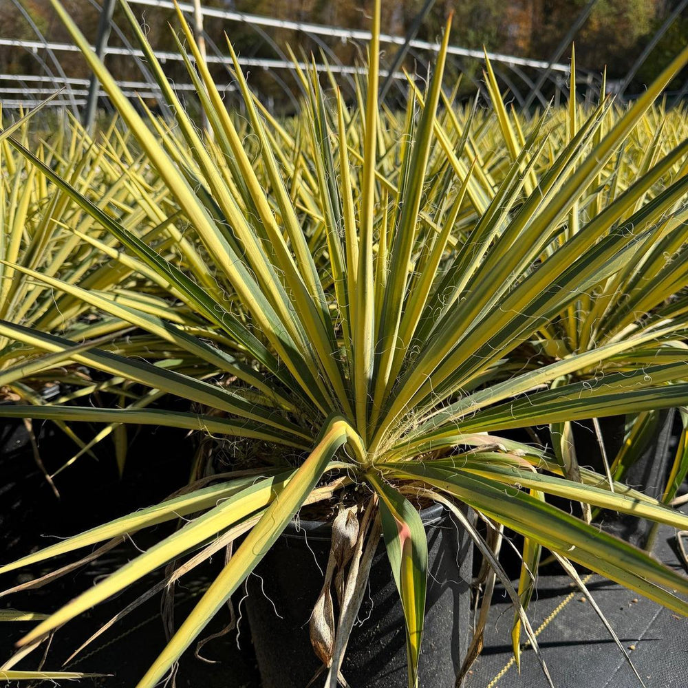 Color Guard Yucca |Spotswood Greenery