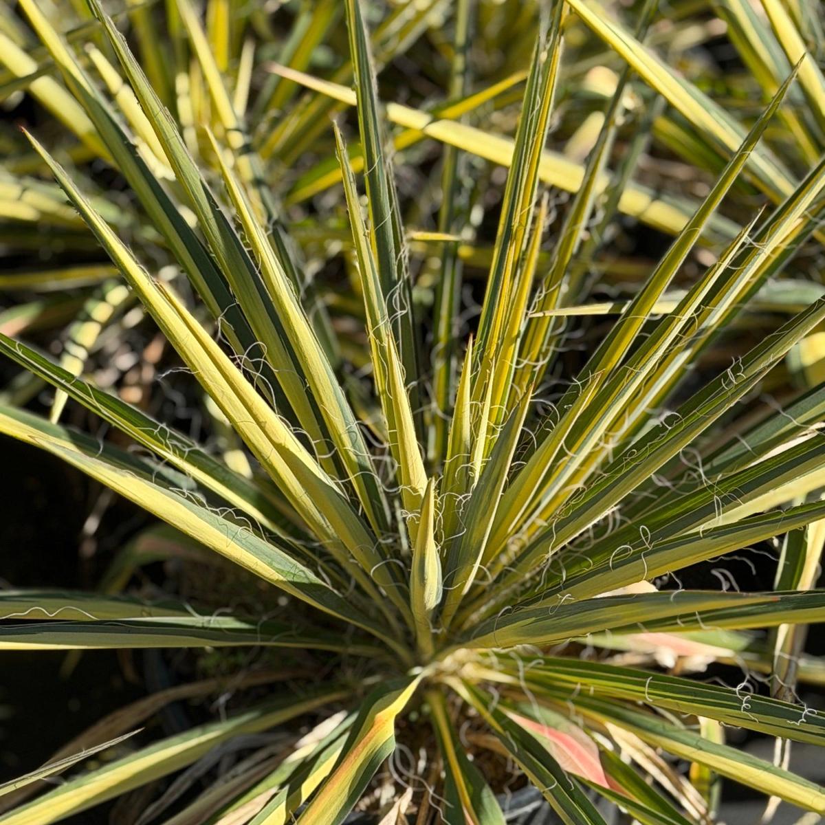 Color Guard Yucca – Spotswood Greenery