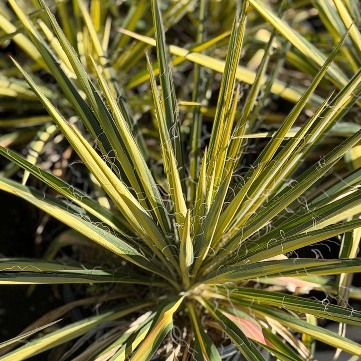 Color Guard Yucca |Spotswood Greenery