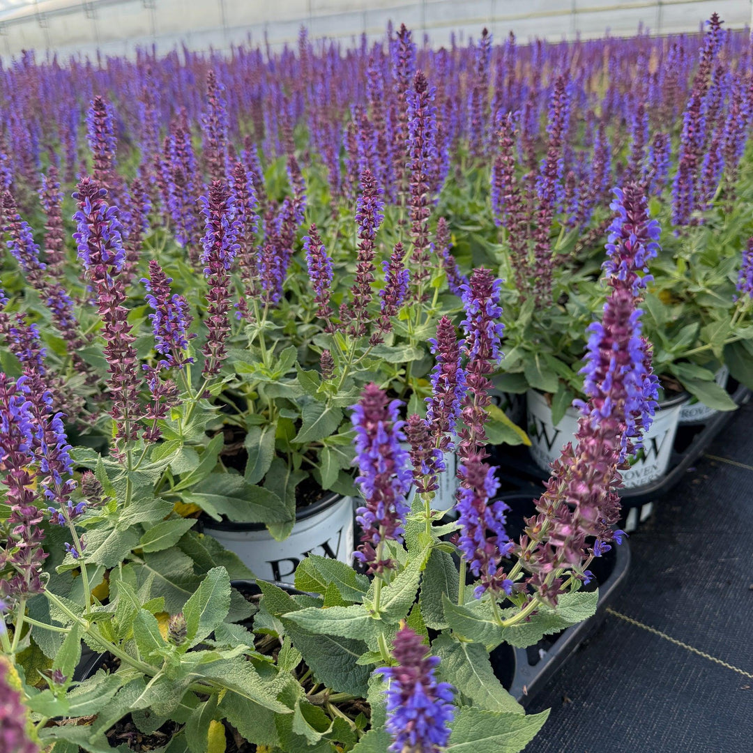 Color Spires® Violet Riot Meadow Sage |Spotswood Greenery