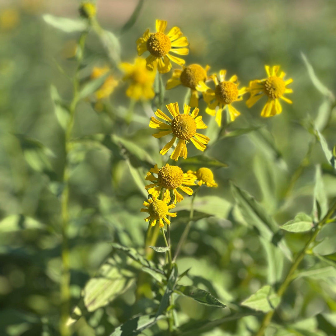 Common Sneezeweed |Spotswood Greenery