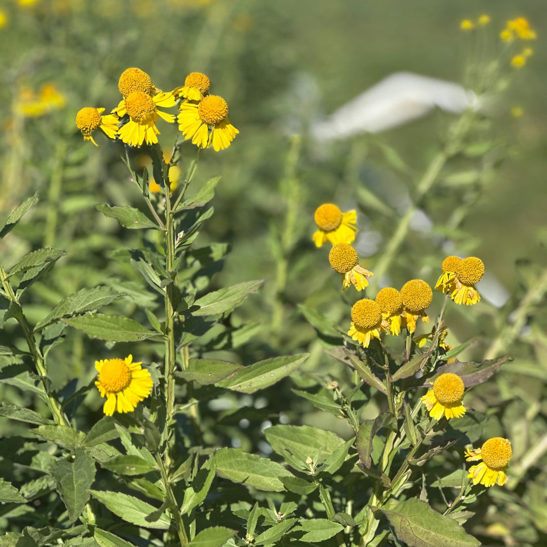 Common Sneezeweed |Spotswood Greenery