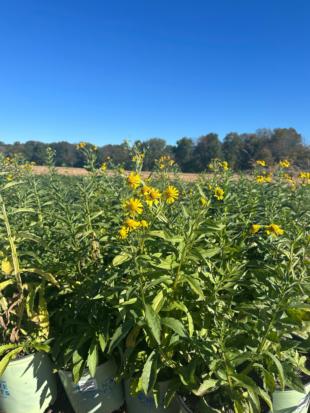 Common Sneezeweed |Spotswood Greenery