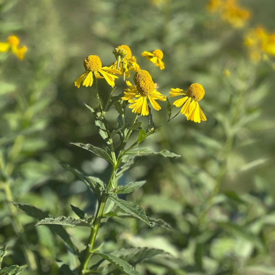 Common Sneezeweed