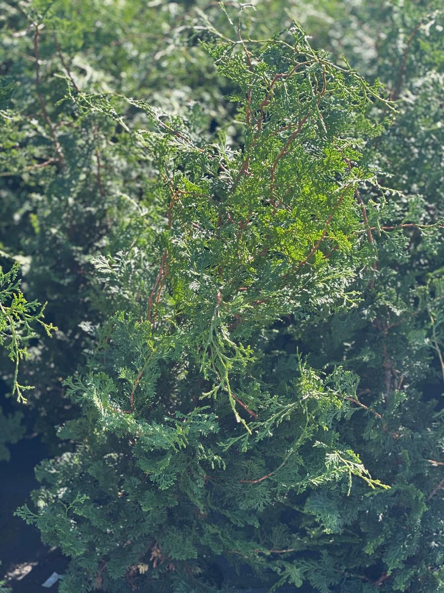 Compact Hinoki Cypress |Spotswood Greenery