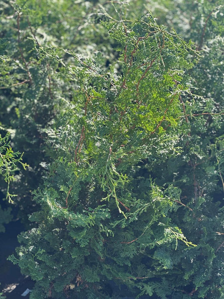 Compact Hinoki Cypress |Spotswood Greenery