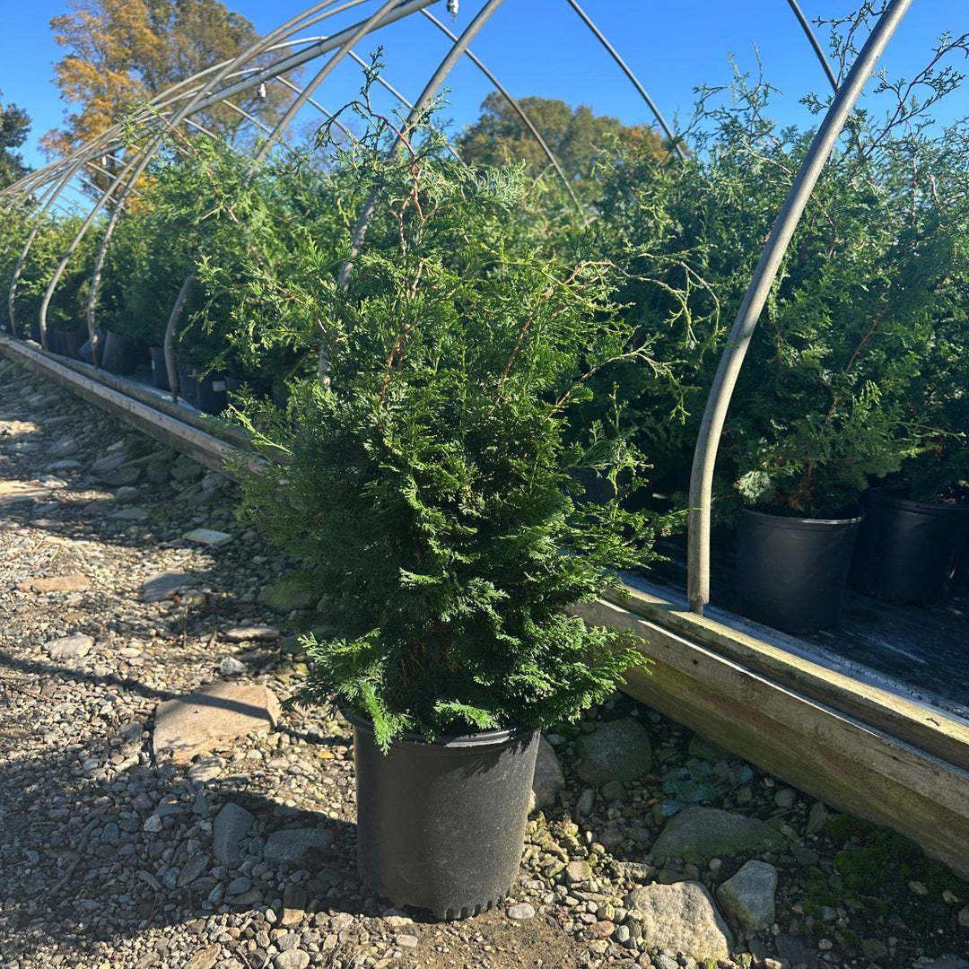 Compact Hinoki Cypress