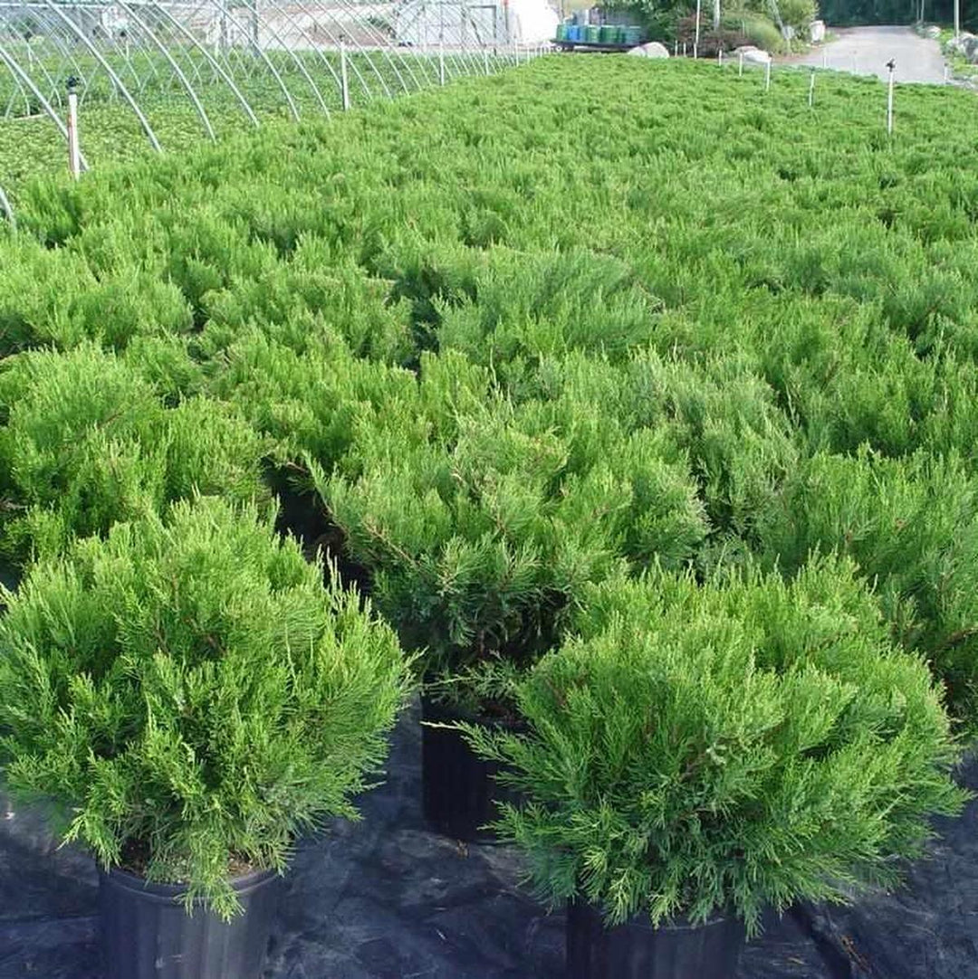 Compact Pfitzer Juniper |Prides Corner Farms
