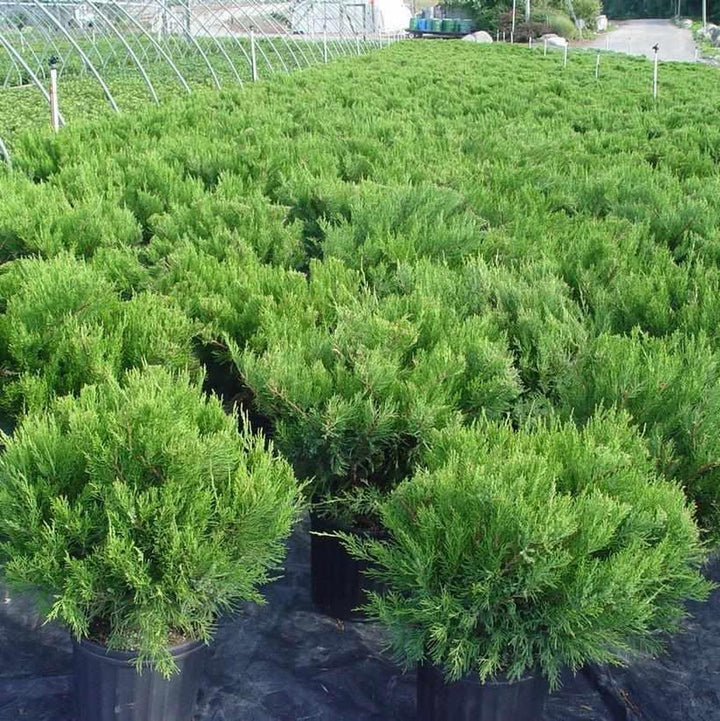 Compact Pfitzer Juniper |Prides Corner Farms