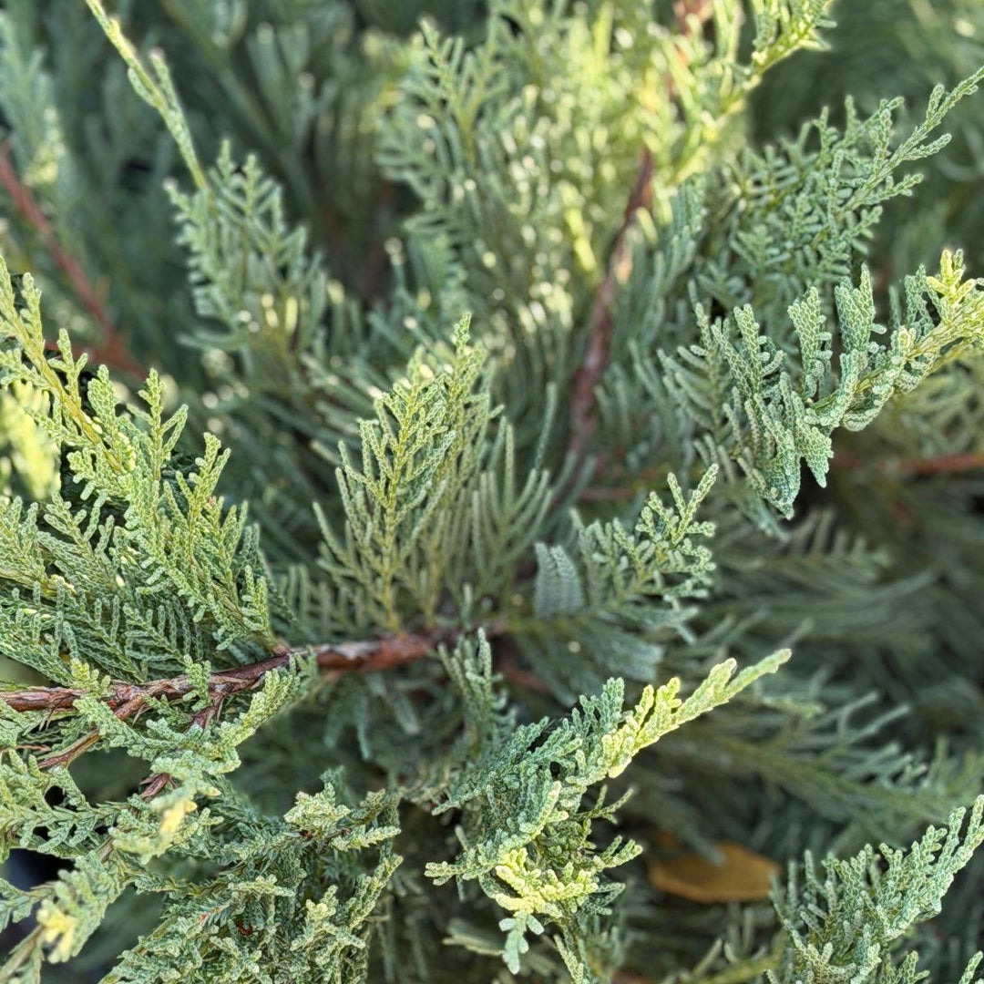 Compact Pfitzer Juniper |Spotswood Greenery