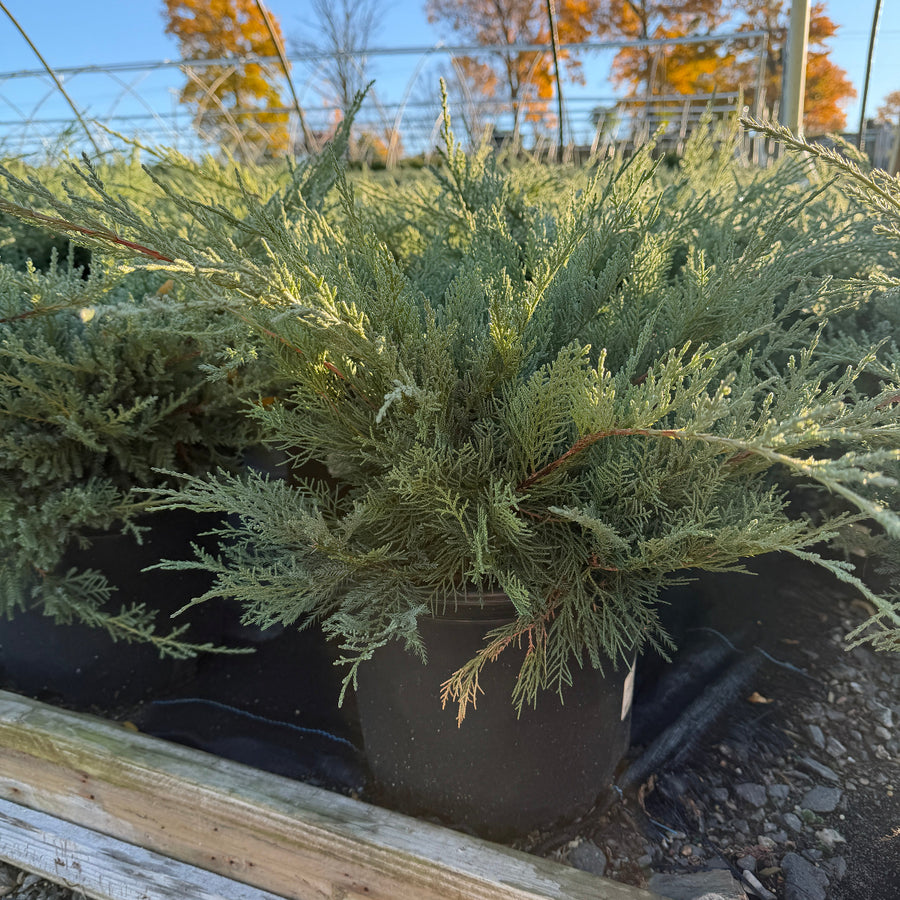Compact Pfitzer Juniper |Spotswood Greenery