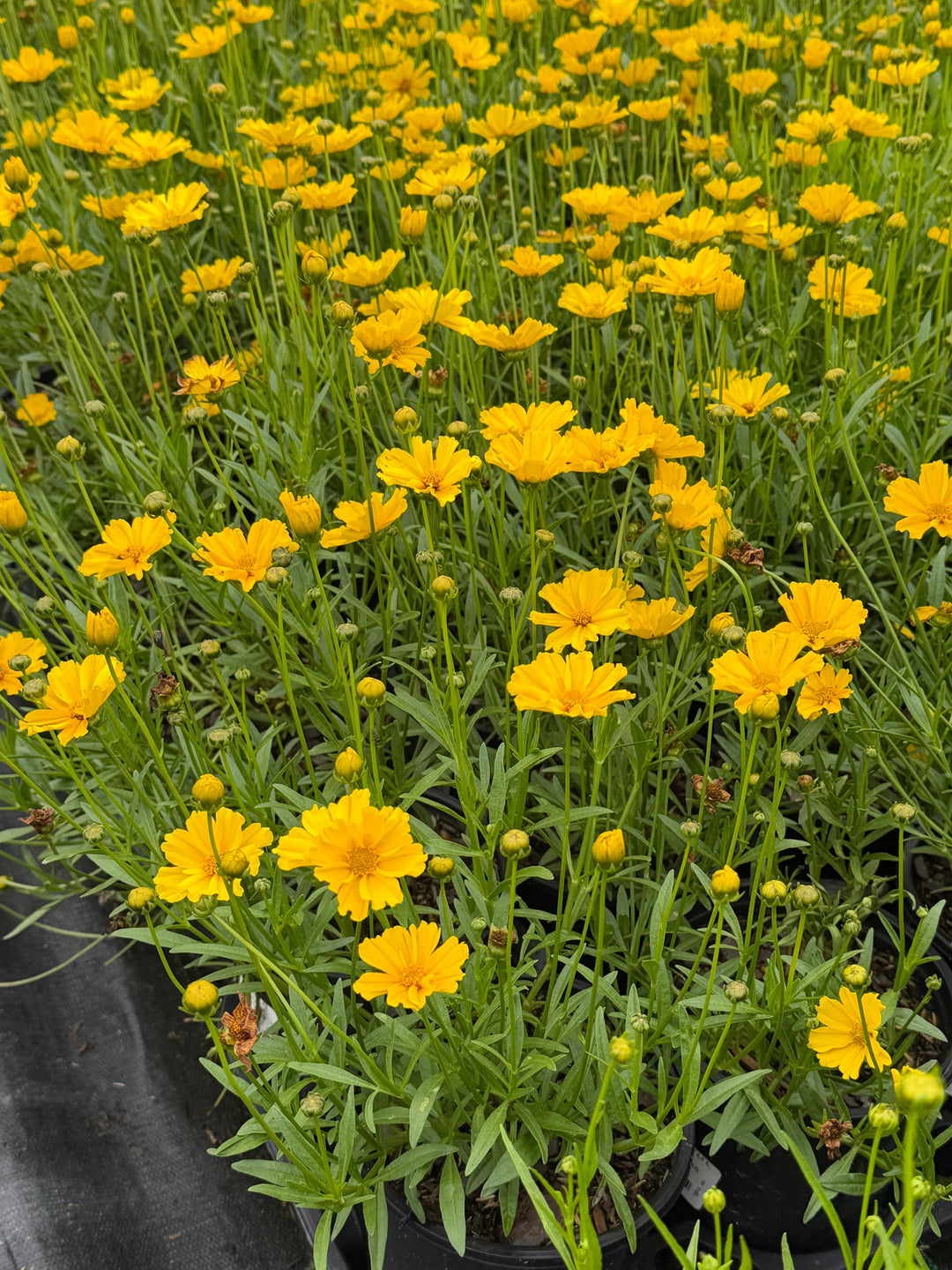 Lil Bang™ Goldilocks Tickseed |Spotswood Greenery