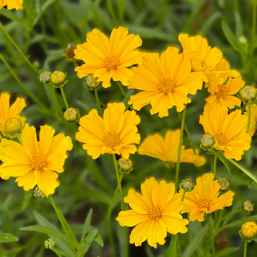 Lil Bang™ Goldilocks Tickseed |Spotswood Greenery