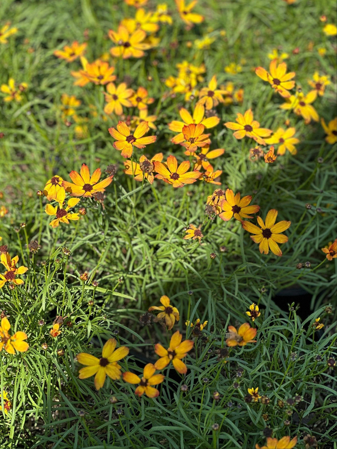 Butter Rum Tickseed