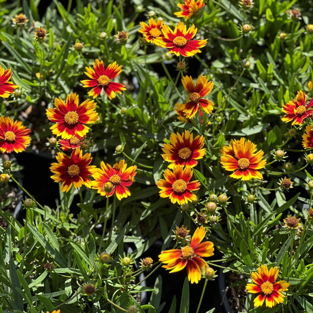 coreopsis-lil-bang-li-l-bang-daybreak