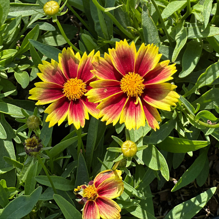 coreopsis-li-l-bang-enchanted-eve