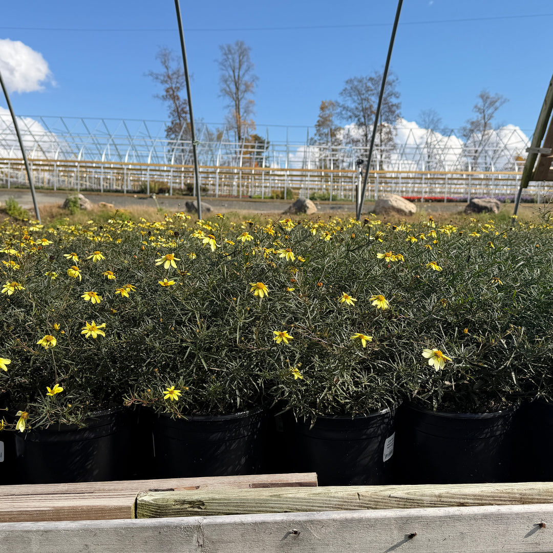 Moonbeam Threadleaf Tickseed