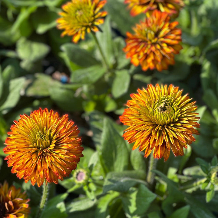 solar sisters rudbeckia flowers |Spotswood Greenery
