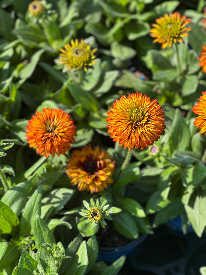 solar sisters rudbeckia flowers |Spotswood Greenery
