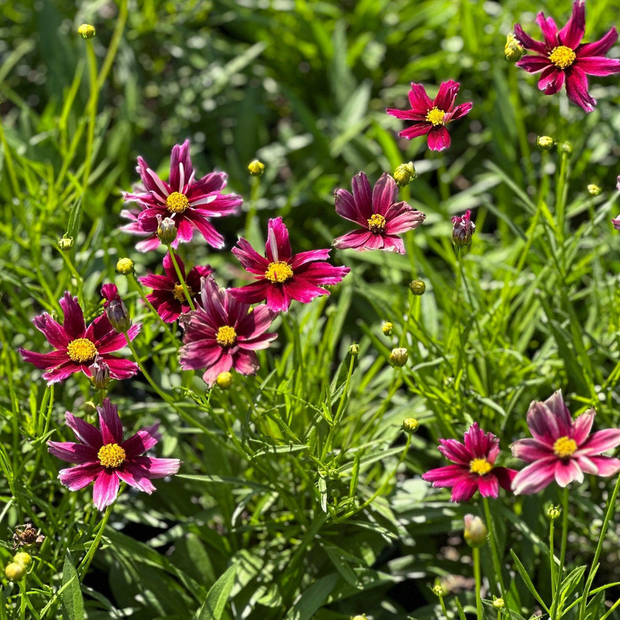coreopsis-li-l-bang-starstruck