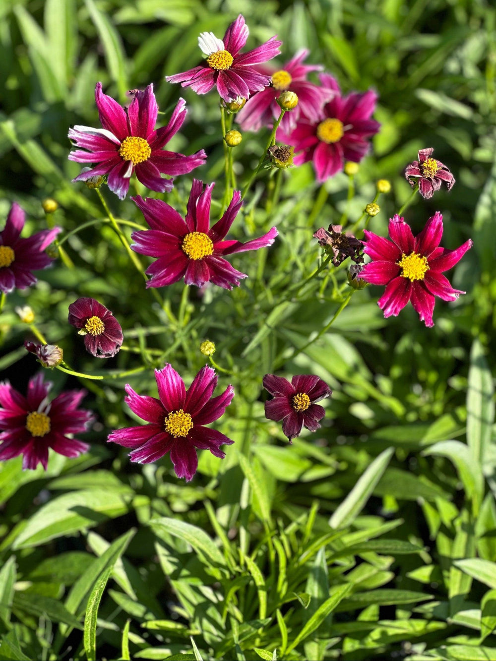 coreopsis-li-l-bang-starstruck