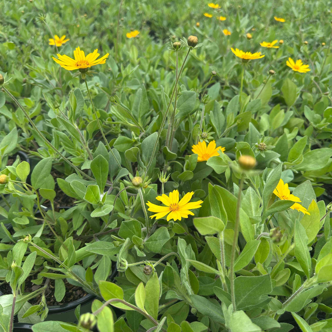 coreopsis_sunshine_superman