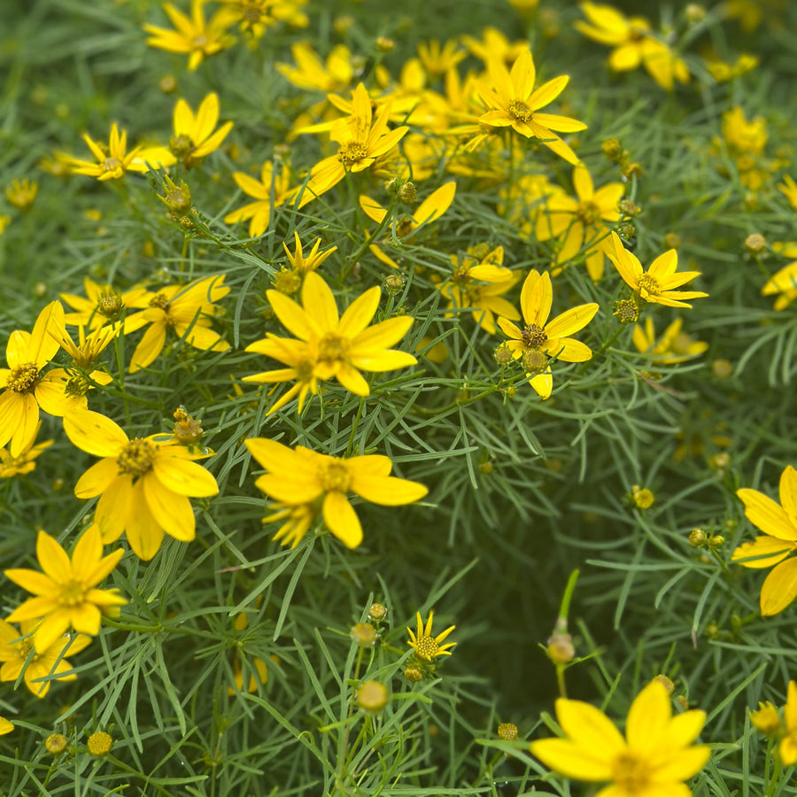 Threadleaf Tickseed