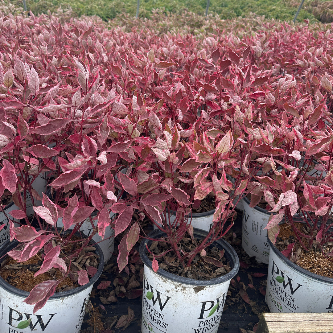 Potted variegated ornamental plant with pink, red, and green leaves |Spotswood Greenery