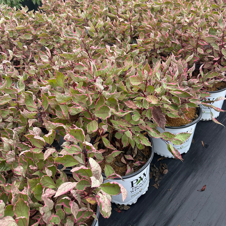Potted variegated ornamental plant with pink, red, and green leaves |Spotswood Greenery