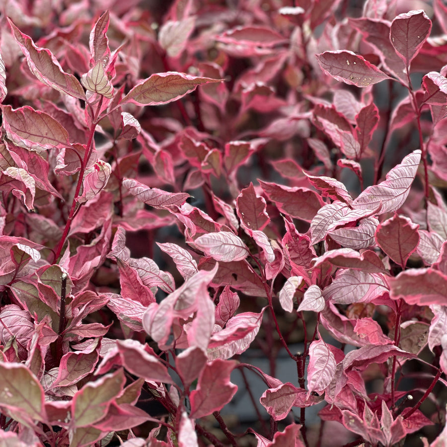 Close-up of a dense leafy plant with variegated pink, red, and pale green leaves. |Spotswood Greenery