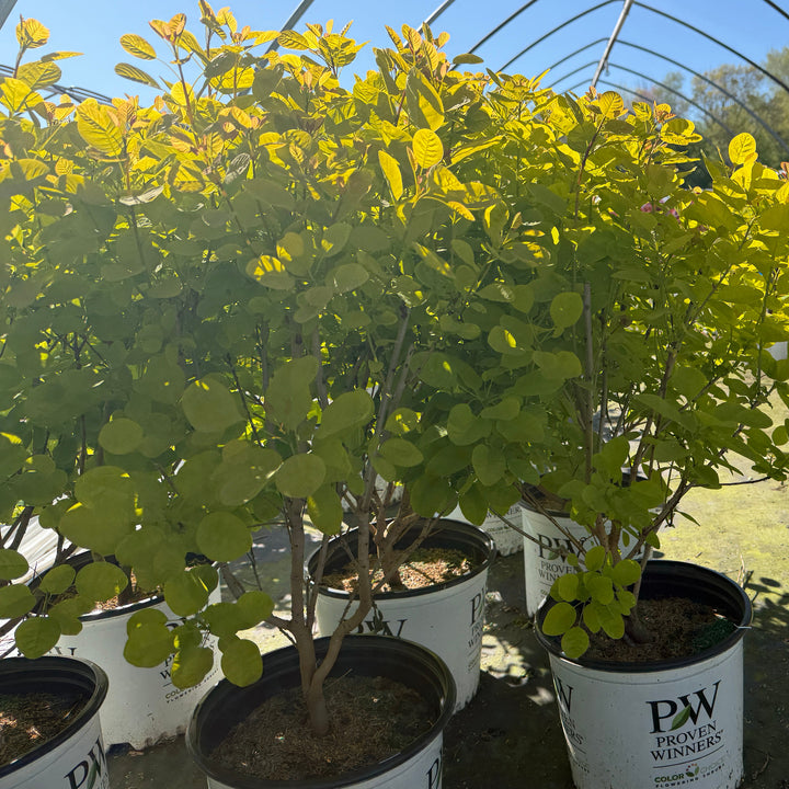 Yellow smokebush in nursery pot |Spotswood Greenery
