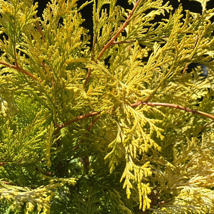 Cripps Golden Hinoki Cypress |Spotswood Greenery