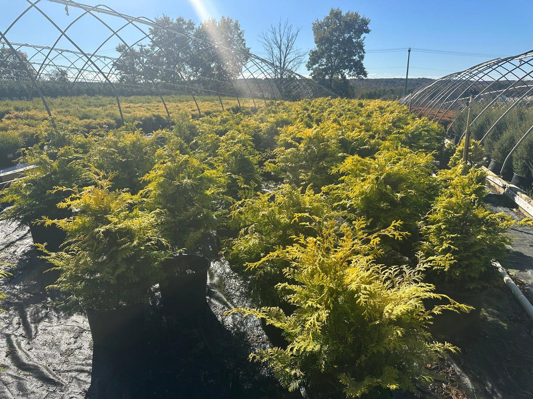 Cripps Golden Hinoki Cypress |Spotswood Greenery